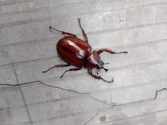 Xylotrupes gideon gideon