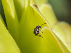 Bruchidius bimaculatus