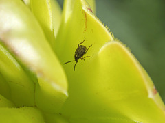 Bruchidius bimaculatus