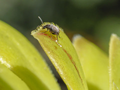 Bruchidius bimaculatus