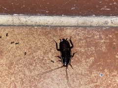 Drymaplaneta semivitta