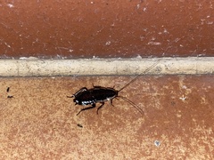 Drymaplaneta semivitta