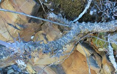 Tylecodon grandiflorus