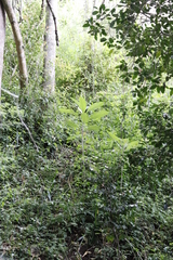Solanum giganteum
