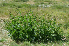 Blitum bonus-henricus