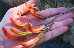 Tylecodon grandiflorus