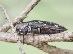 Diphucrania