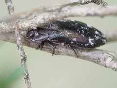 Diphucrania
