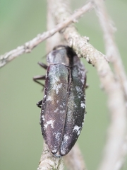 Diphucrania