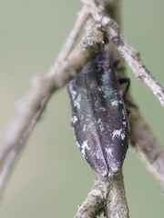 Diphucrania