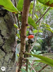 Erythroxylum macrophyllum