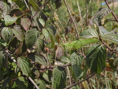 Acrometopa macropoda