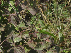 Acrometopa macropoda