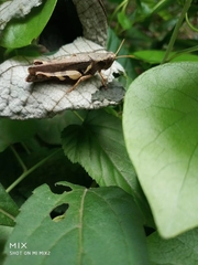 Xenocatantops brachycerus