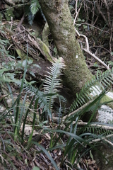 Blechnum attenuatum