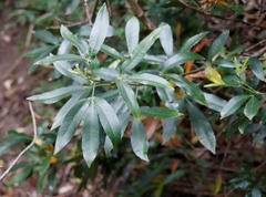 Platylophus trifoliatus