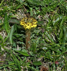 Soroseris hookeriana