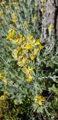 Anthyllis cytisoides