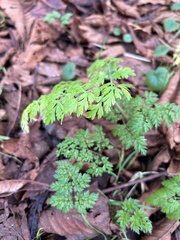 Anthriscus sylvestris