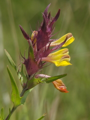 Melampyrum arvense