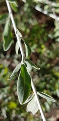 Anthyllis cytisoides