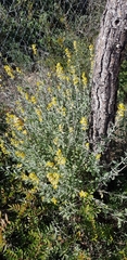 Anthyllis cytisoides