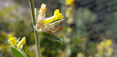 Anthyllis cytisoides