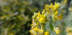 Anthyllis cytisoides