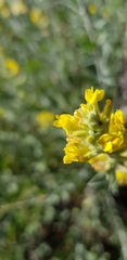 Anthyllis cytisoides