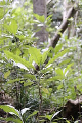 Solanum giganteum