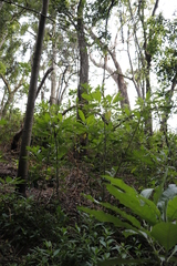 Solanum giganteum