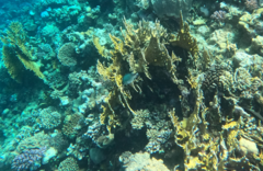 Amblyglyphidodon indicus