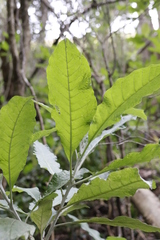 Solanum giganteum