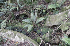 Blechnum attenuatum
