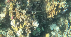 Chaetodon paucifasciatus