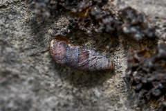 Abida vasconica