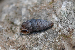 Abida vasconica