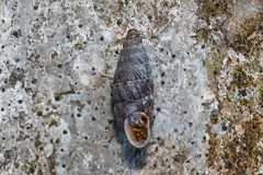 Abida vasconica