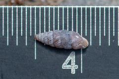 Abida vasconica