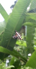 Gasteracantha fornicata