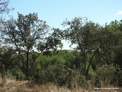 Pinus pinea