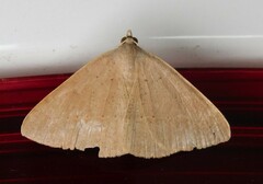 Palaeaspilates inoffensa