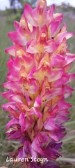 Disa