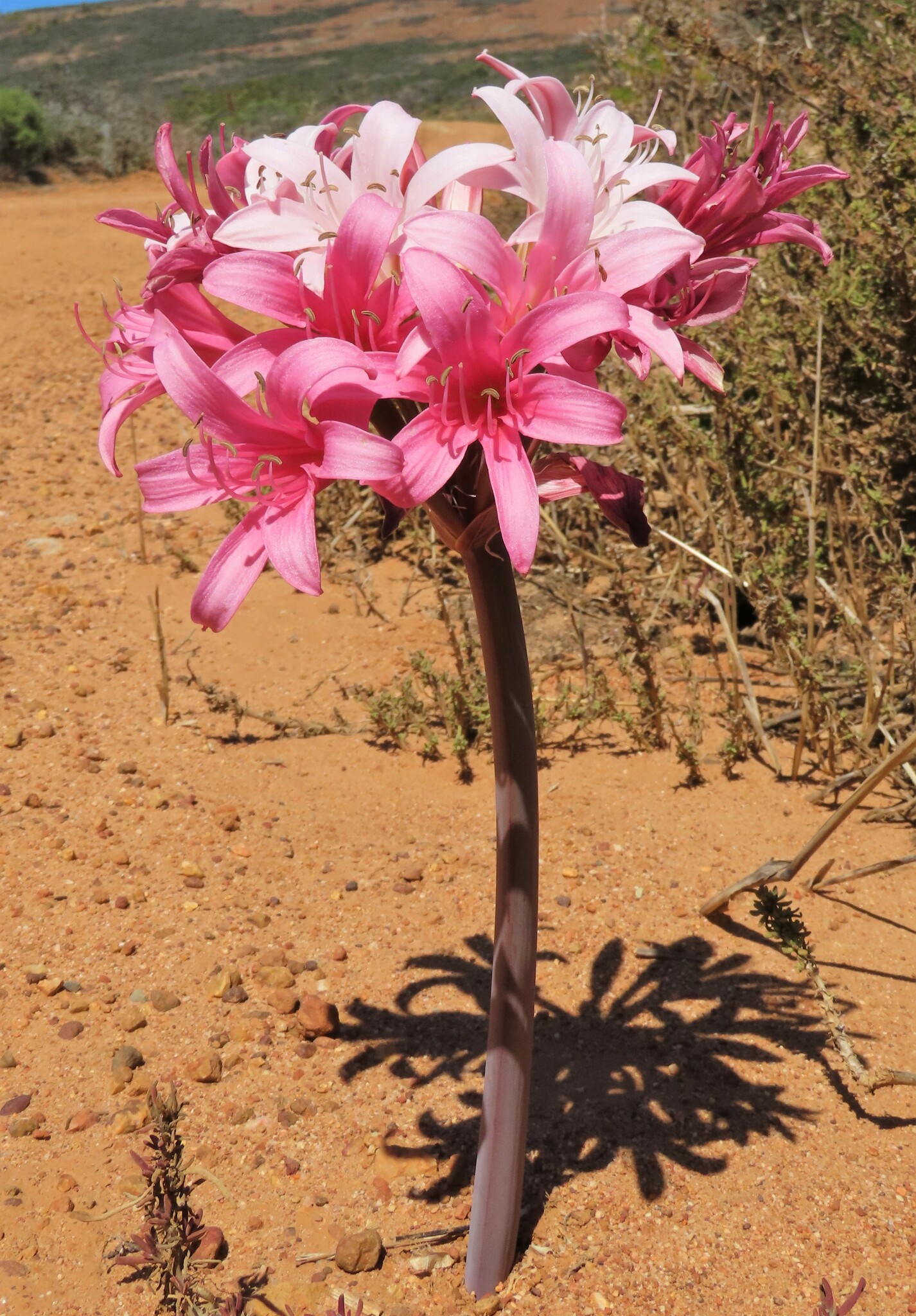 Ammocharis longifolia