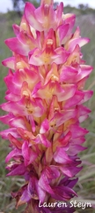 Disa