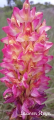 Disa