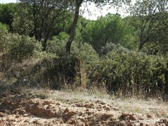 Dactylis glomerata hispanica