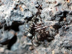 Salticus canariensis