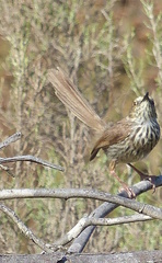 Prinia maculosa