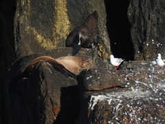 Arctocephalus forsteri